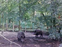 Afrykański pomór świń już w Polsce
