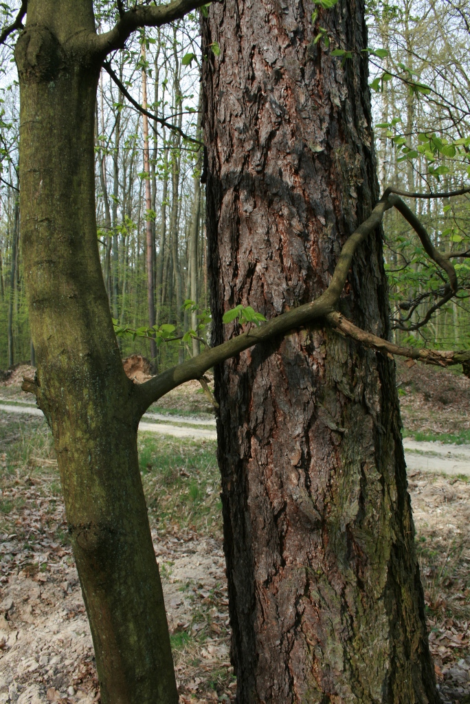 Modrzew&#x20;w&#x20;objęciach&#x20;grabu