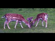 OFERTA SPRZEDAŻY DANIELI