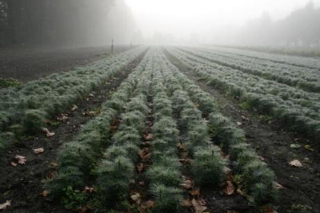 Sprzedaż drewna, choinek i sadzonek